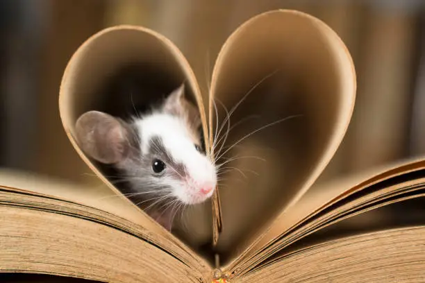 Photo of Baby mouse and old book