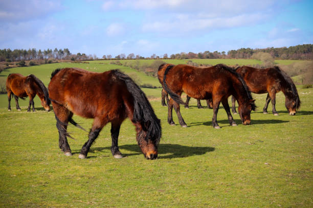 istock Wild Devon horse in the countryside 1136142885