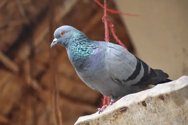 Homing pigeon (Columba livia domestica) derived from the rock pigeon, selectively bred for its ability to find its way home over extremely long distances.