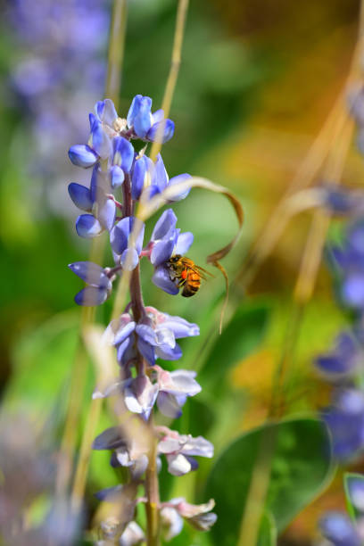 istock Bee with full pollen buckets extracting pollen from Lupine flower 1136144041