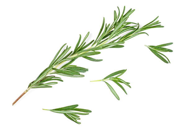 istock Rosemary branch isolated on a white background, close-up. 1136144129