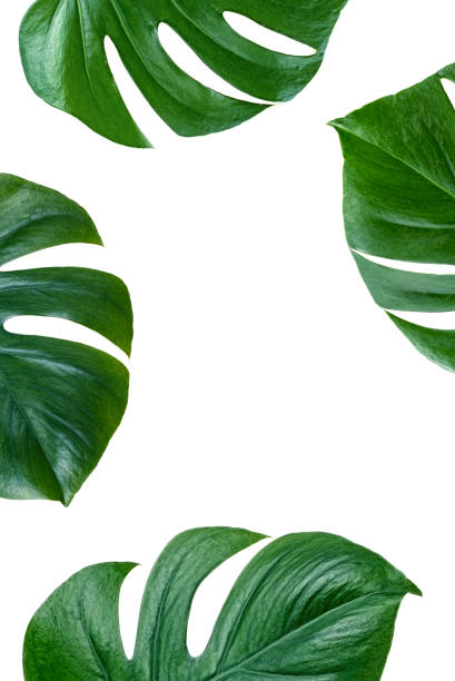 istock Tropical palm leaves Monstera on white background. Top view. 1136144161
