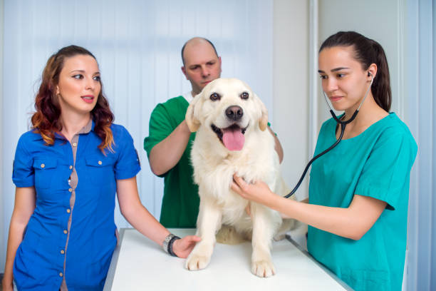 istock Healthy dog under medical exam 1136144913