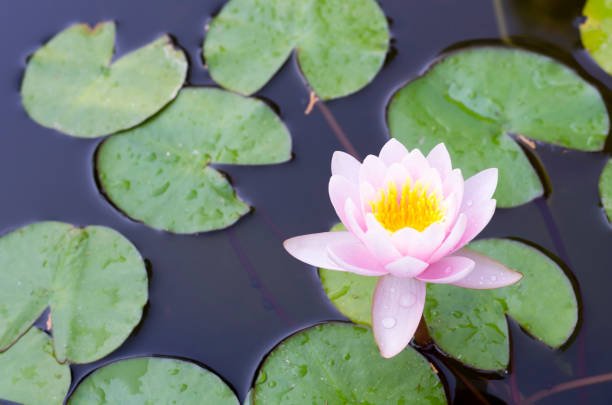istock Lotus flower blooming in pond 1136144970