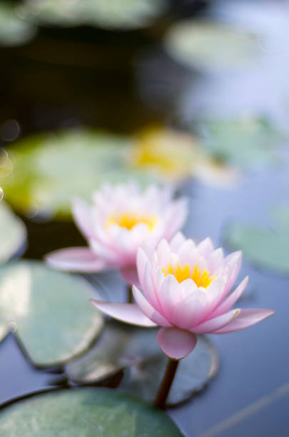istock Lotus flower blooming in pond 1136145115