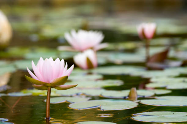 istock Lotus flower blooming in pond 1136145135