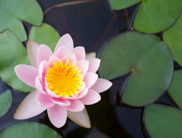 istock Lotus flower blooming in pond 1136145178