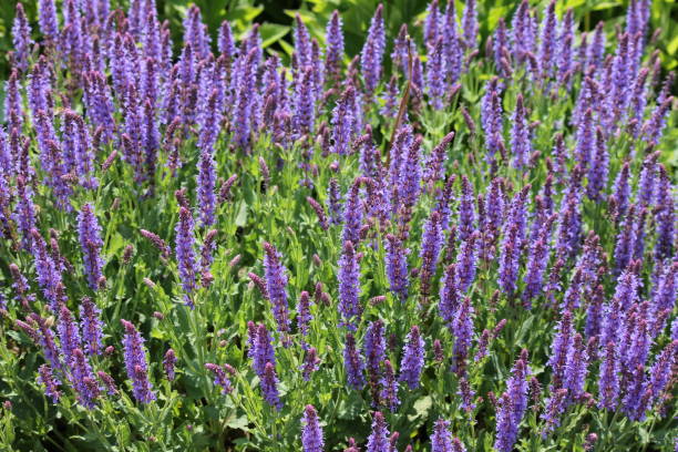istock Meadow flowers in summer 1136146504