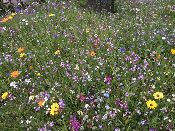 istock Spring meadow, field flowers in spring 1136147234