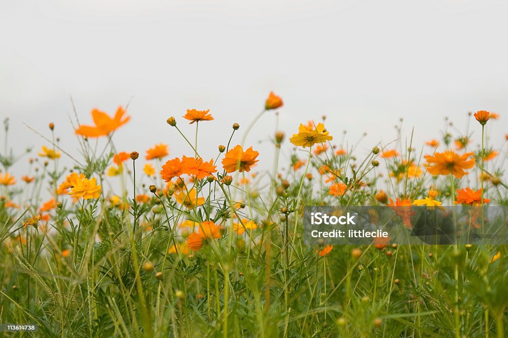 Fiore (Foresta di fiori - Foto stock royalty-free di Agricoltura