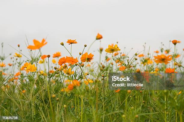 Fiore Foresta Di Fiori - Fotografie stock e altre immagini di Agricoltura - Agricoltura, Aiuola, Alimentazione sana