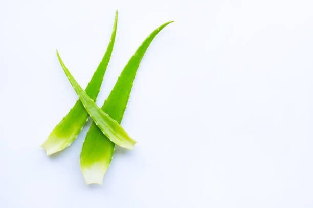 istock Aloe vera fresh leaves on white background. 1136147559