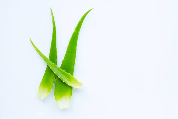 istock Aloe vera fresh leaves on white. Copy space 1136147673