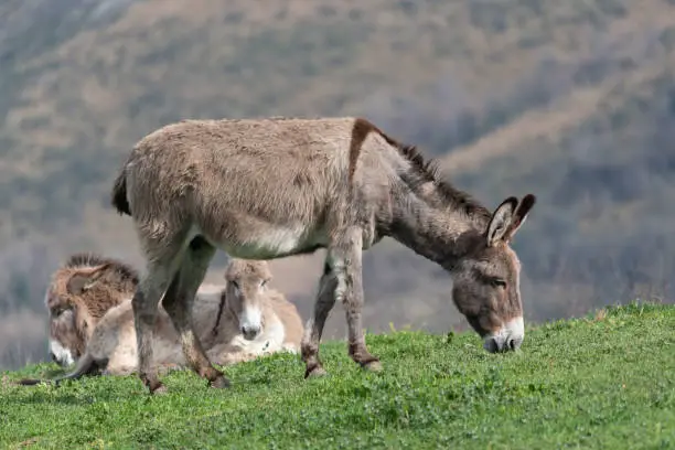 Photo of Three Donkeys on a hill