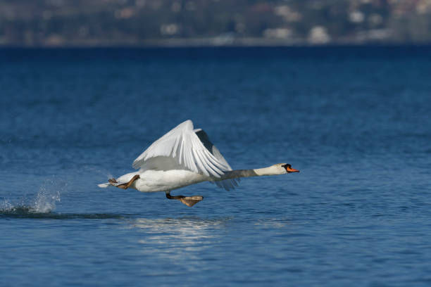 mute swan runs on the water (Cygnus olor)
