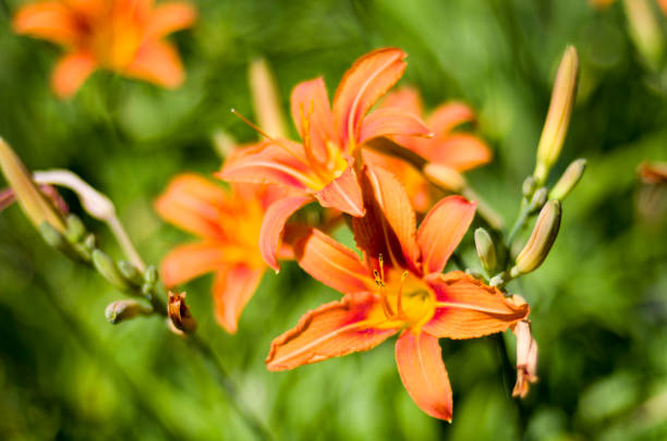Plant, flower, nature, beauty, petal