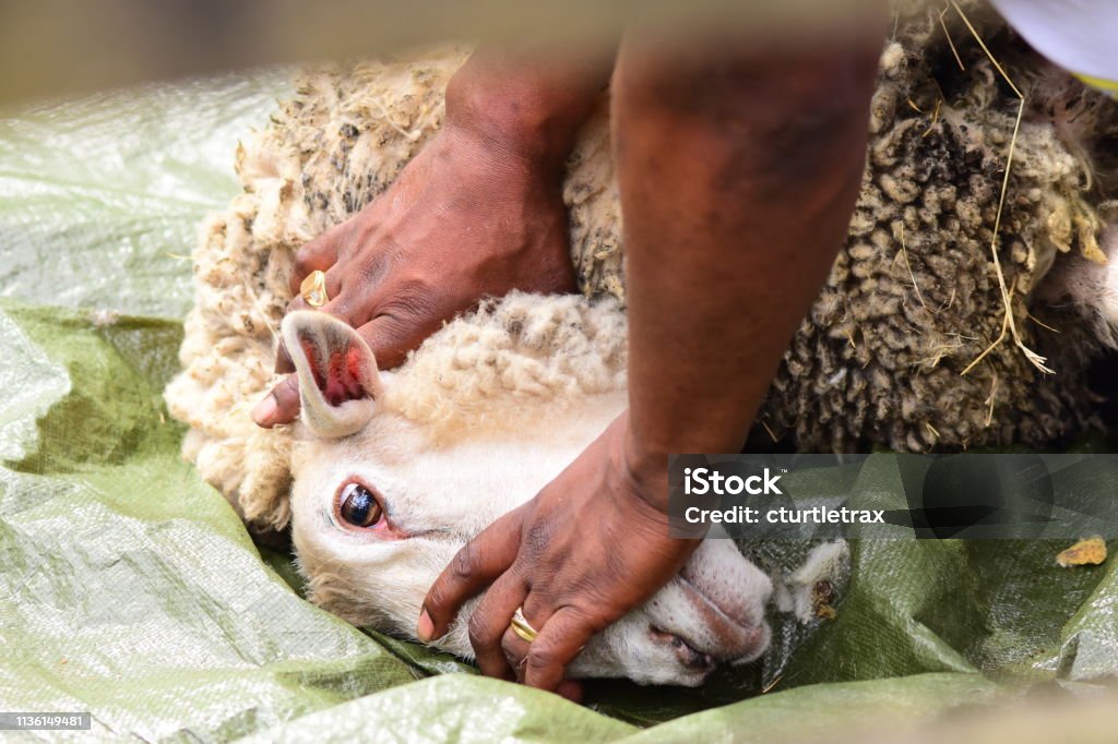 Carneiros que estão sendo prendidos para baixo por América africana para permitir o corte com reflexão da cerca no olho dos carneiros - Foto de stock de Afro-americano royalty-free Carneiros que estão sendo prendidos para baixo por América africana para permitir o corte com reflexão da cerca no olho dos carneiros - Foto de stock de Afro-americano royalty-free