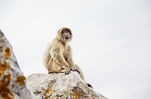 Portrait of a macaque monkey on the Gib Rock in Gibraltar. Wild monkey.