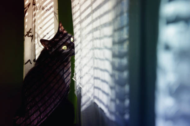 istock Black cat looking outside through the window blinds. 1136152846