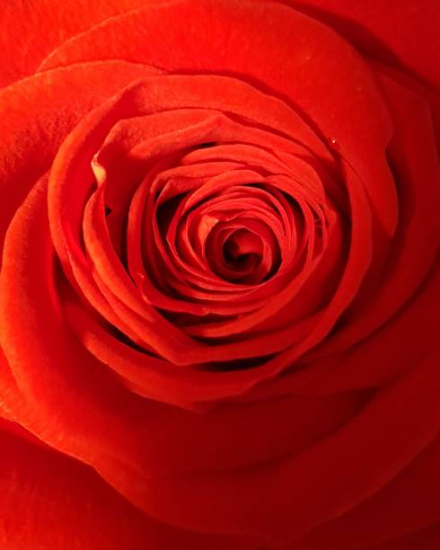 i modelli di una rosa - flower single flower macro focus on foreground foto e immagini stock