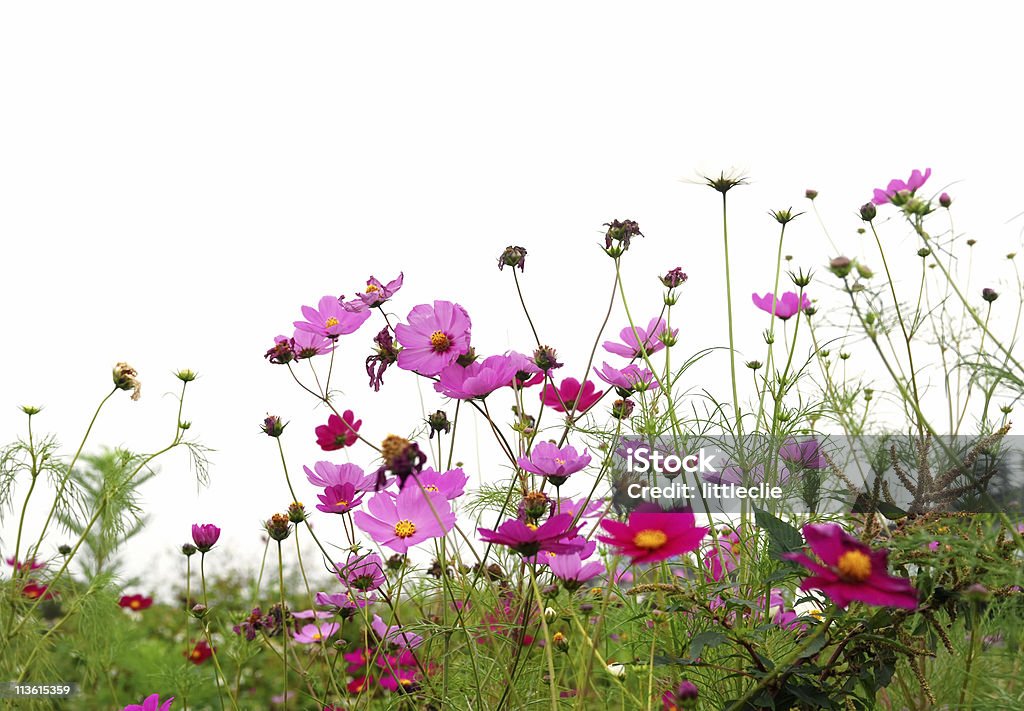 Forest of Flowers  Agricultural Field Stock Photo