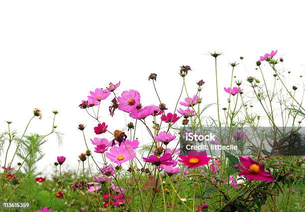 Forest Of Flowers Stock Photo - Download Image Now - Agricultural Field, Agriculture, Color Image