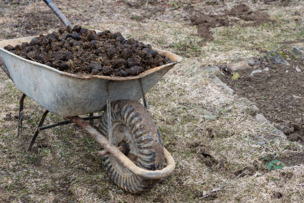 庭の馬の肥料そして庭の車輪。土壌施肥と肥料の山 - horse dung ストックフォトと画像