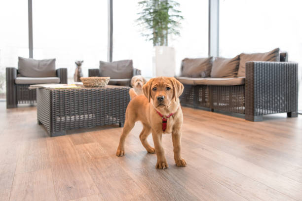 labrador szczeniak w poczekalni nowoczesnej praktyki weterynaryjnej - golden retriever dog retriever waiting zdjęcia i obrazy z banku zdjęć