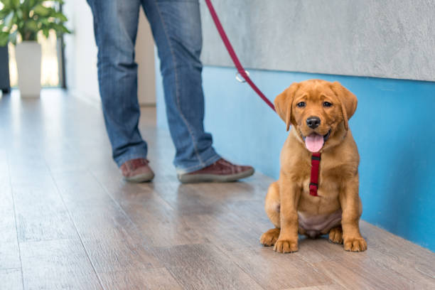 Labrador puppy with his owner on a leash at the reception of a modern veterinary practice stock photo