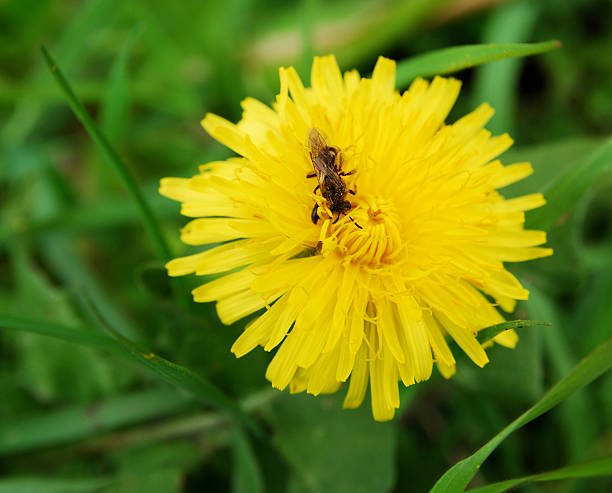 istock yellow flowers and bee 113615659