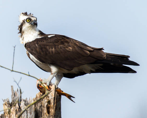 istock Osprey with its catch in flight and on a branch eating 1136158258