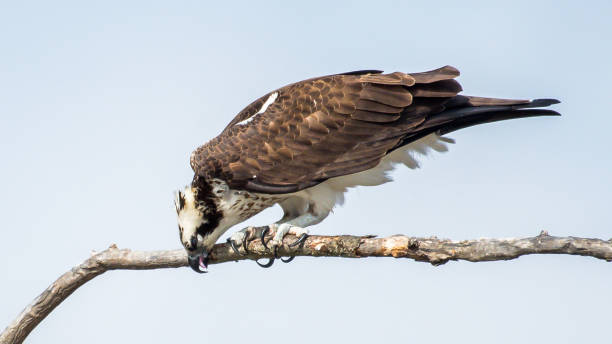 istock Osprey ruffling feathers, cleaning and standing tall for a portrait 1136158292