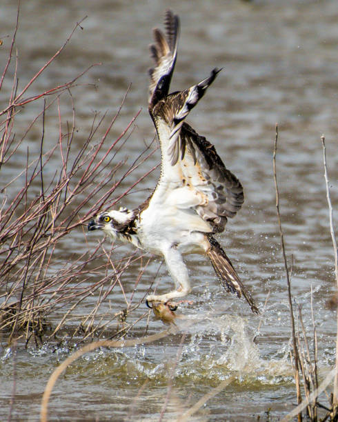 istock Osprey with its catch in flight and on a branch eating 1136158379