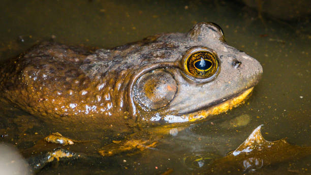 istock Bullfrog Bull frog in the pond 1136158573