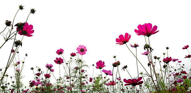 istock Pink field of flowers from a ground view 113615943