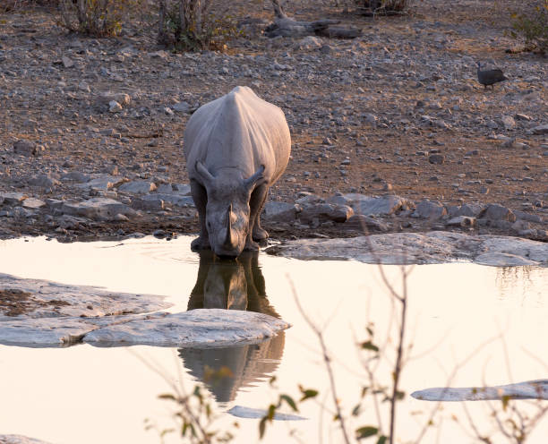 istock white rhino in Namibia natural park 1136160655