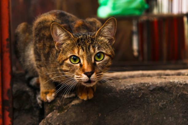 istock Brown cat looking at camera, close-up, India 1136161755