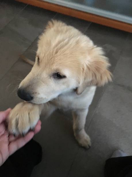 istock Puppy giving paw 2 1136161826