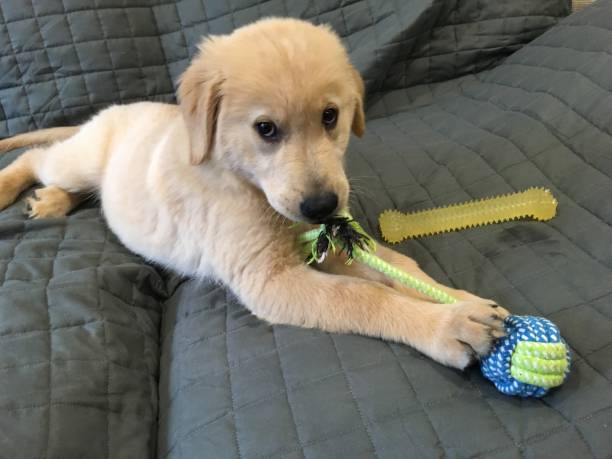 istock Puppy playing with rope toy 2 1136161852