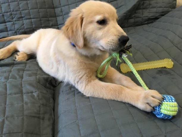 istock Puppy playing with rope toy 1 1136161856
