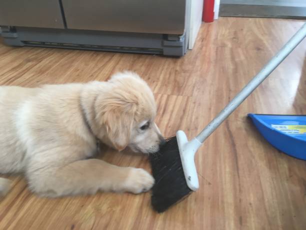 istock Golden retriever puppy with broom 3 1136161865