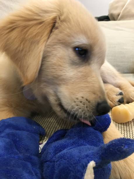 istock Puppy playing with toy 1 1136161869