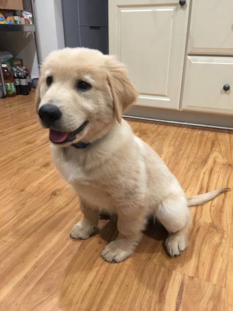 istock Cute Golden puppy sitting 2 1136161870