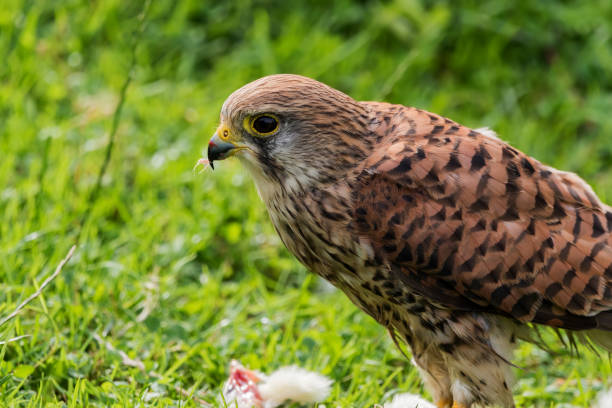 istock (Falco tinnunculus) Peregrin falcon feeding 1136162918