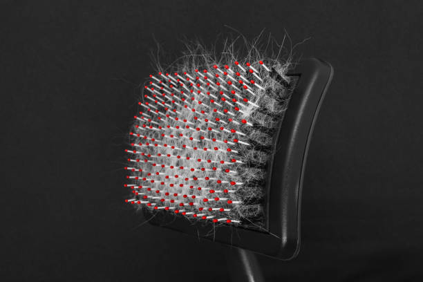 istock Cat brush with white fur on black background 1136163063