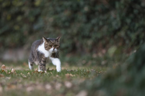 istock cat walking in the nature 1136163309