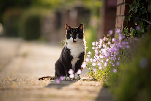 black and white domestic shorthair cat sitting on the sidewalk next to some flowers observing the area
