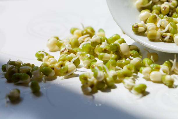 germes de haricots verts sains, haricots mungo - soybean bean drenched textured photos et images de collection