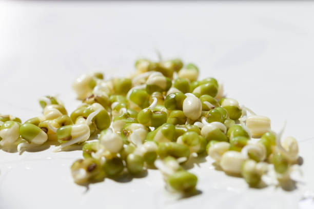 germes de haricots verts sains, haricots mungo - soybean bean drenched textured photos et images de collection