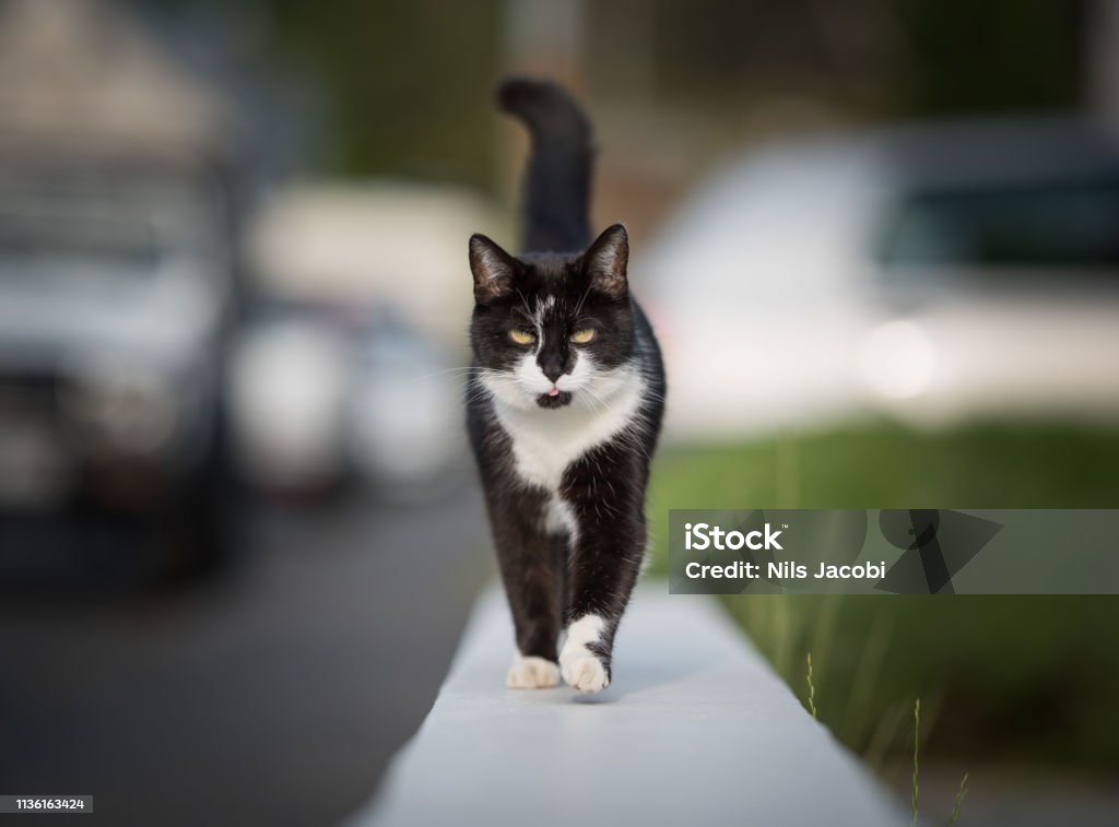 Kucing Berjalan Di Pinggir Jalan Foto Stok - Unduh Gambar Sekarang